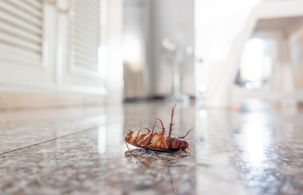 dead cockroach pest management