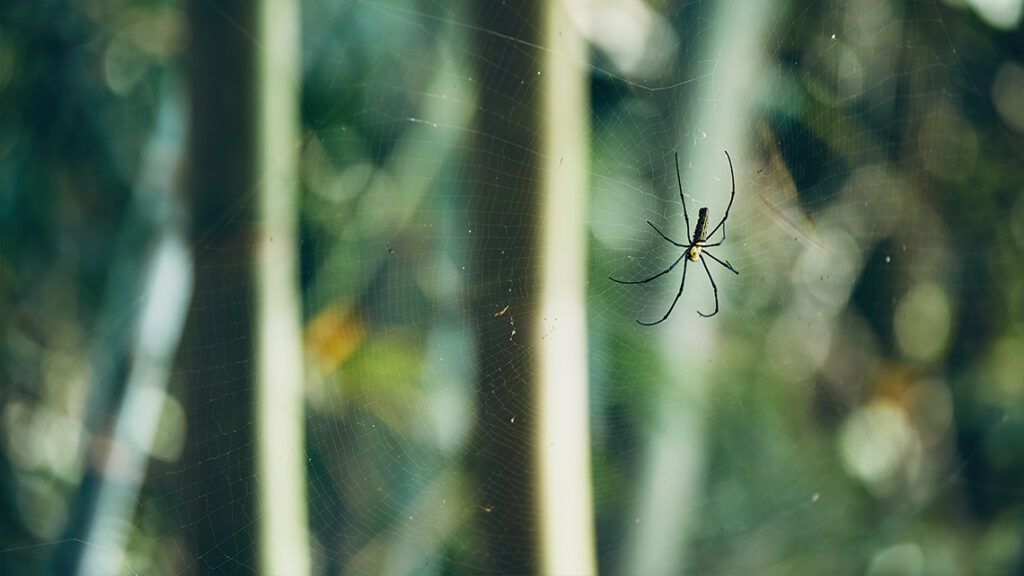 araignée sur toile arrosage contre les araignées