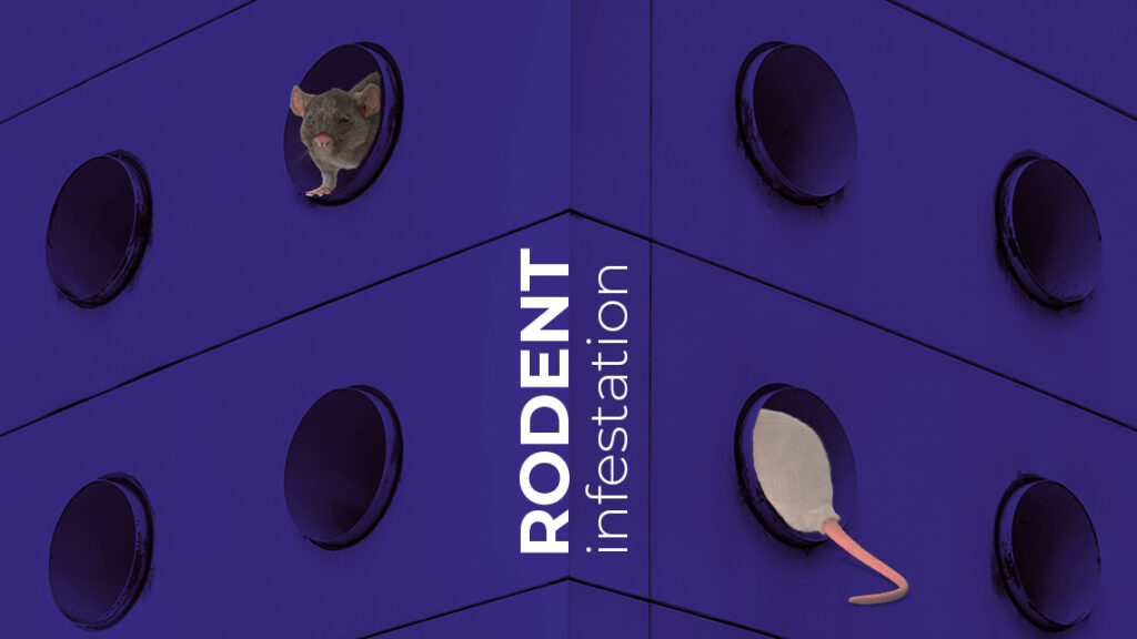 rodent infestation