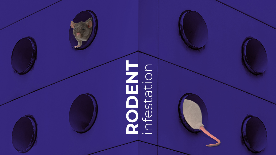 rodent infestation
