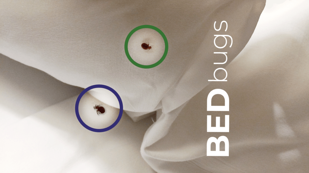 bed bugs in the sheets
