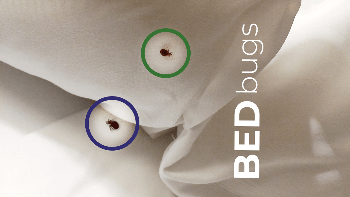 bed bugs in the sheets