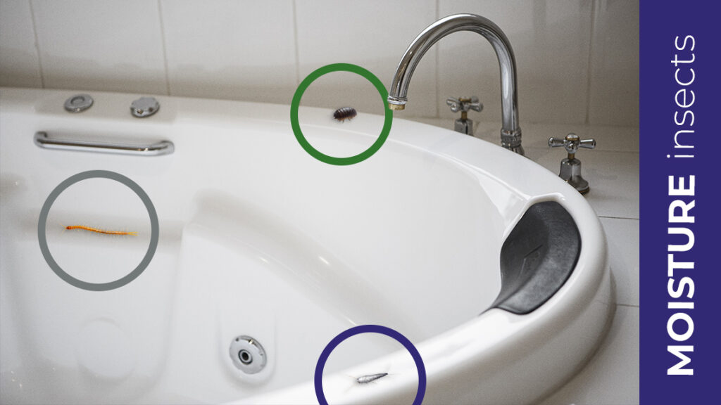 moisture bugs around the bath