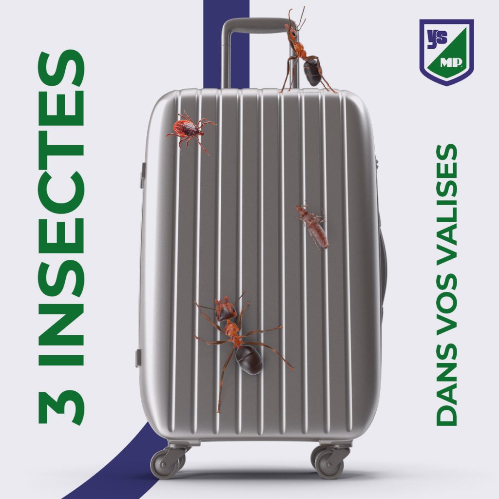 3 insectes dans vos valises