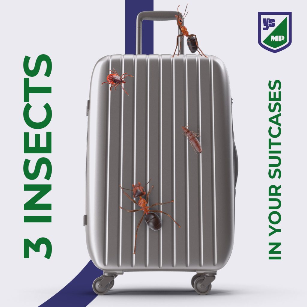 3 insects in your suitcases