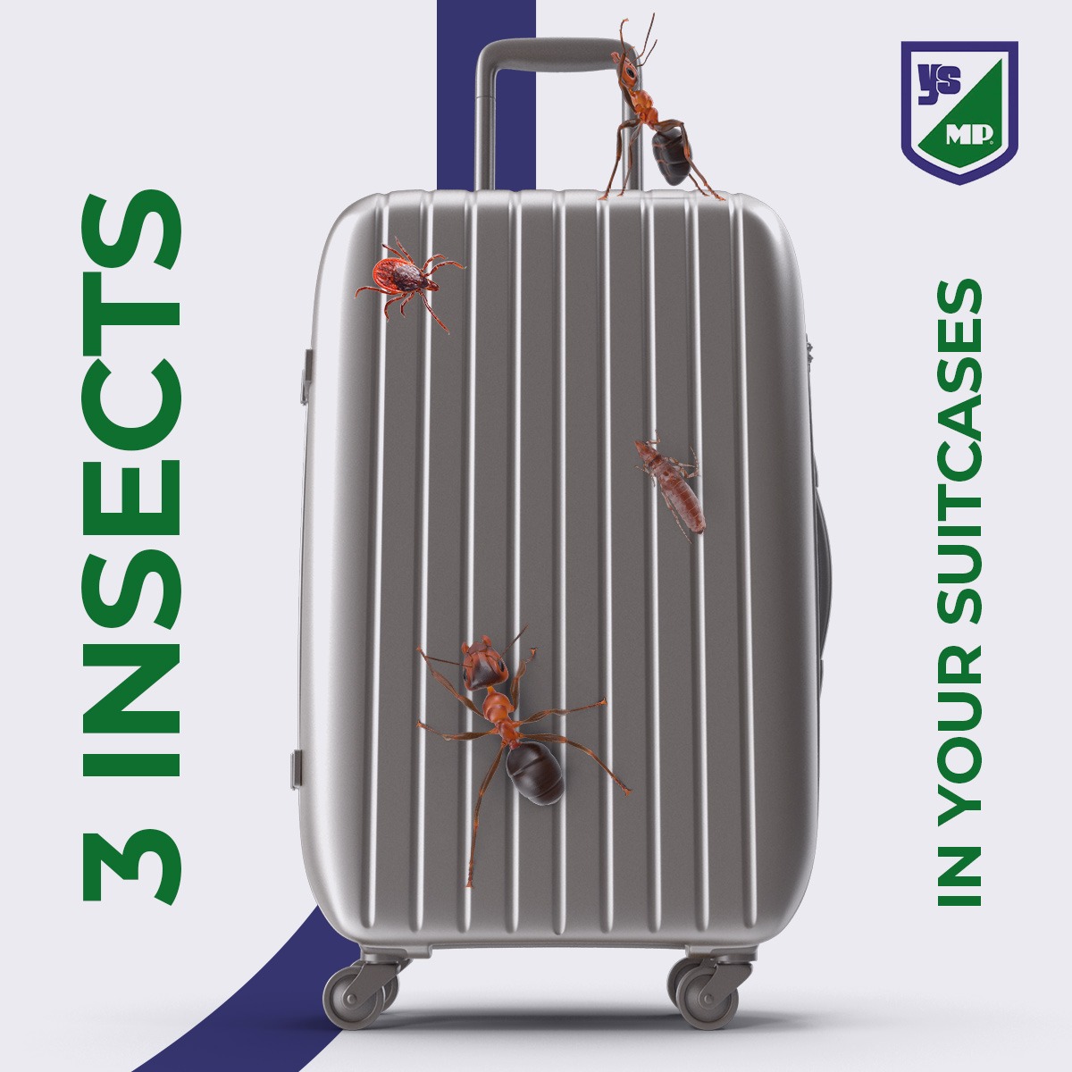 3 insects in your suitcases